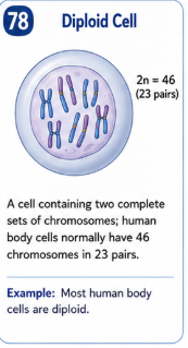<p><span style="color: rgb(194, 194, 194);">A cell containing two complete sets of chromosomes. Human somatic cells normally contain 46 chromosomes arranged in 23 pairs.</span></p>