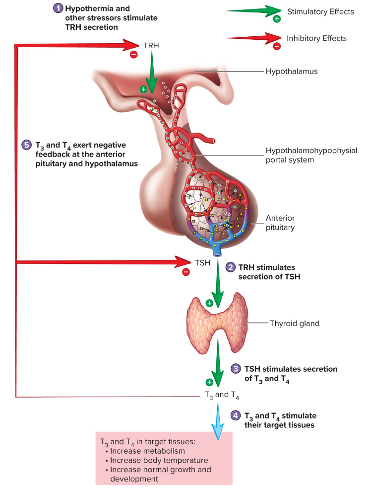 <p>Thyroid Hormone (T3 and T4) Secretion</p>