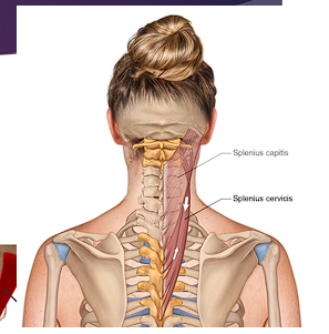 <ul><li><p>Located deep to the Levator scapulae and rhomboid muscles, and superficial to erector spinae muscles</p></li><li><p>Action:</p><ul><li><p>Bilateral contraction: extension of the head and neck</p></li><li><p>unilateral contraction: lateral flexion and rotation of the head and neck</p></li></ul></li><li><p>Innervation:</p><ul><li><p>segmentally innervated by <span style="color: red;">dorsal rami</span></p></li></ul></li></ul><p></p>