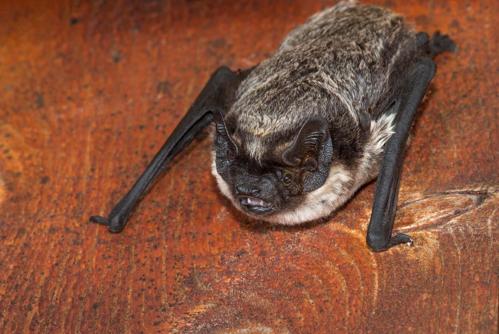 <p><span>Kroppslängd:&nbsp;54–66 mm </span></p><p><span>underarm:&nbsp;41–50 mm</span></p><p><span>vingspann:&nbsp;270–310 mm</span></p><p></p><p><span>Vanlig art</span></p>