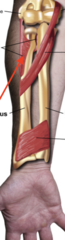 <p>Origin Humerus &amp; Ulna</p><p>Insertion: Radius</p><p>Action: Twist elbow</p>
