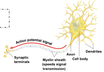 <p>Not the most abundant, but the most functional. They are essentially communication cells. Axon branches lead to the axon terminal (synaptic terminals). </p>