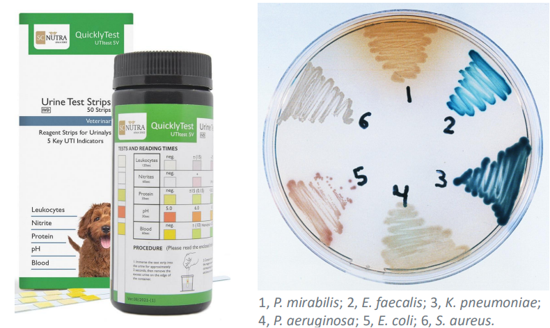<ul><li><p>quick: urine strip test</p></li><li><p>laboratory diagnostics (chromogenic agar)</p></li></ul><p></p>