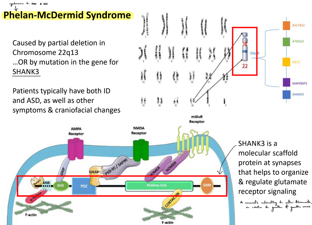 <p><strong><u>Phelan-McDermid syndrome</u></strong> — a genetic disorder caused by <u>partial deletion in Chr 22q13</u> <strong>OR </strong>caused by <u>mutation in the gene for the SHANK3 protein</u></p><ul><li><p><strong>syndromic </strong>to ID (intellectual disabilities) & ASD (autism spectrum disorder)</p></li></ul><p><strong><u>SHANK3 </u></strong>— a scaffolding <u>protein</u> at <u>synapses</u> to help <strong><u>regulate glutamate R signaling</u></strong></p><p>___________</p><p>mechanisms of <strong>ASD </strong>can involve either <u>under</u> or <u>over</u>activation of normal development biochemical cascades <span style="color: rgb(218, 148, 229);">(← think how ASD individuals can range from having extreme ID to developing extraordinary talents)</span></p><ul><li><p>the main idea is that ASD mechanisms are due to <strong><u>imbalance</u></strong></p></li></ul><p></p>