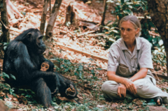 <p>Descriptions of what is observed </p><p>NOTE:</p><p> - Example: Jane Goodall spent decades recording her observations of chimpanzee behavior during field research in a Tanzanian jungle. She also documented her observations with photographs and movies.</p>