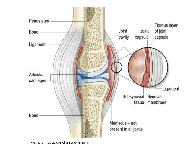 <p>Protective fibrous joint capsule surrounds joint and synovial membrane (secrete synovial fluid)</p><p>Cavity within capsule (joint space) filled with thick synovial fluid to lubricate, nourish, protect joint</p><p></p>