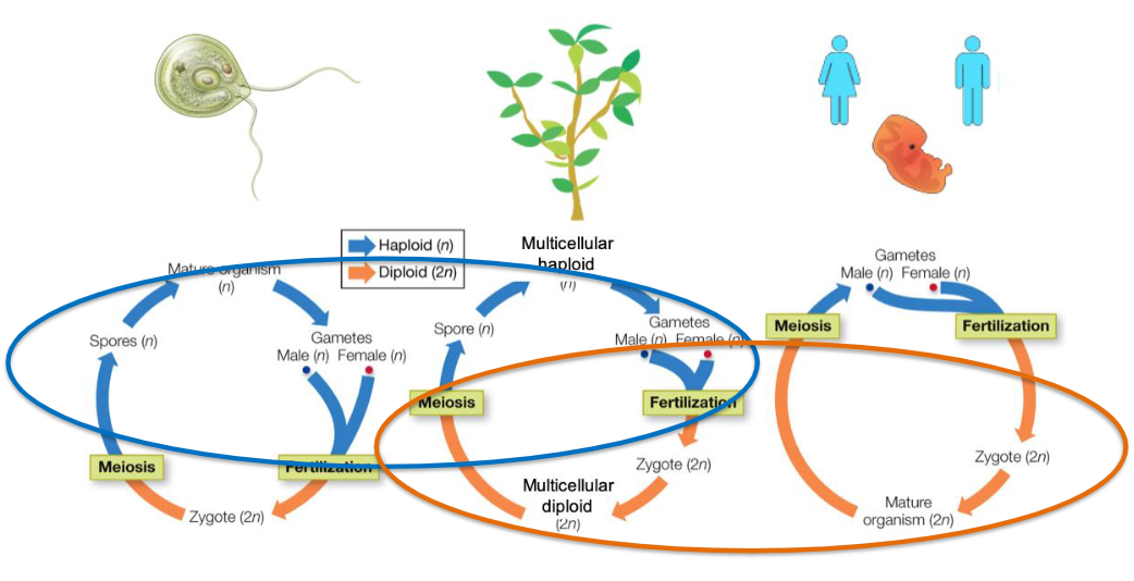 <p>MEMORIZE IMAGE</p>