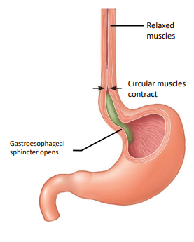 <ul><li><p>food is compacted by the tongue into a “bolus” - moves to pharynx by tongue pressing on hard plate</p></li><li><p>voluntary</p></li></ul><p></p>