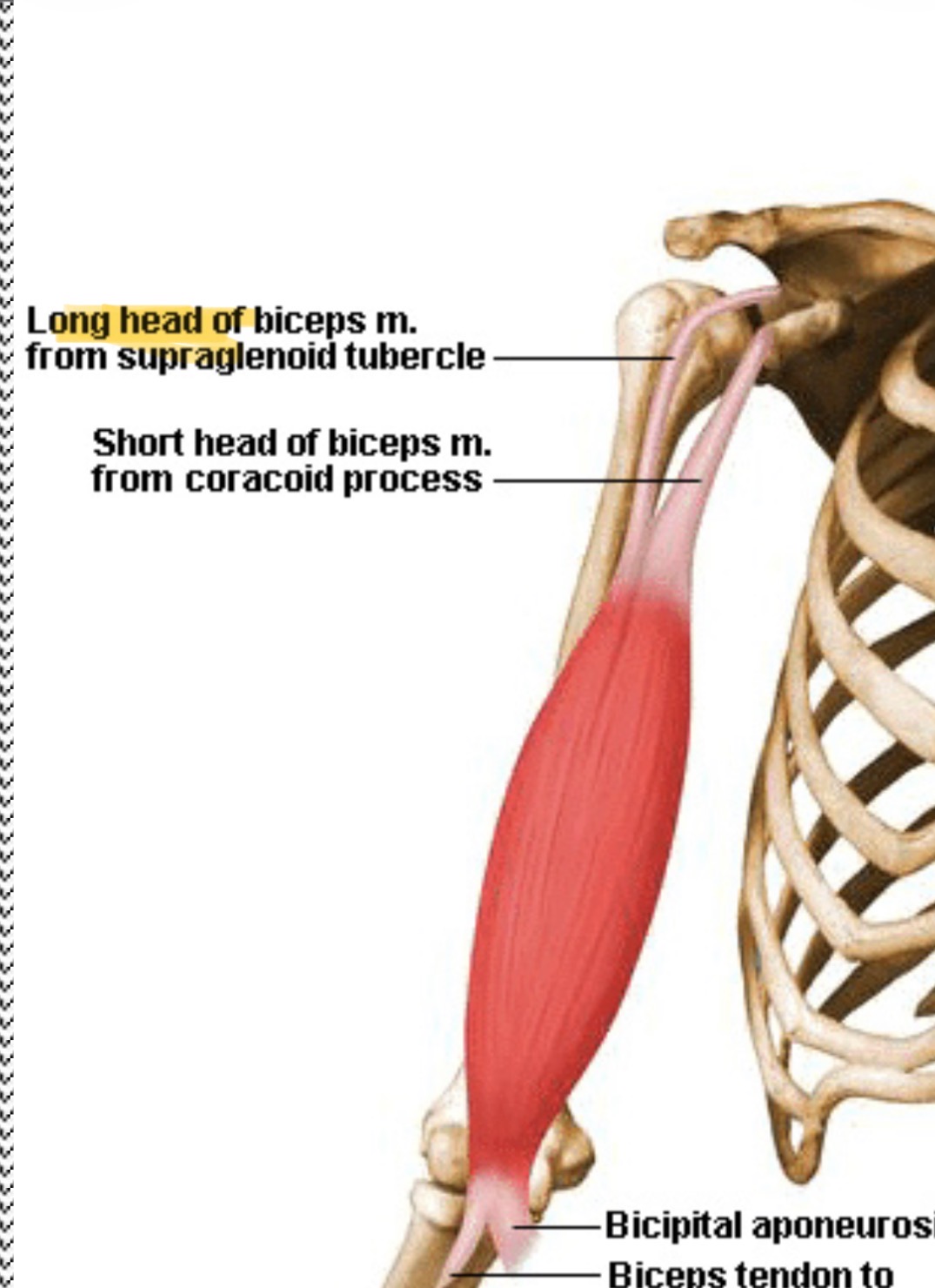<p>Lateral, goes through bicepital groove </p>