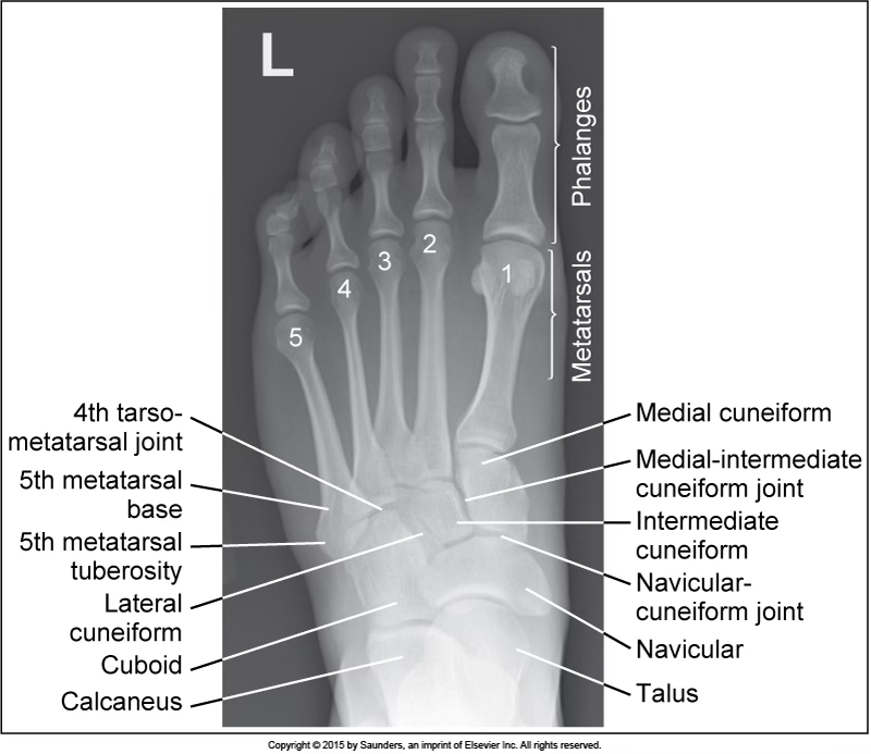 <p>AP axial foot</p>