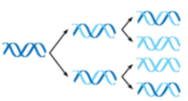 <p>the 2 parental strands separate; each acts as template for new, complementary strand</p>