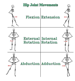 <ul><li><p>Flexion– 120 degrees </p></li><li><p>Extension– 10 degrees </p></li><li><p>Abduction– 45 degrees </p></li><li><p>Adduction– 25 degrees </p></li><li><p>Internal Rotation– 15 degrees </p></li><li><p>External rotation– 35 degrees In</p></li></ul><p></p>