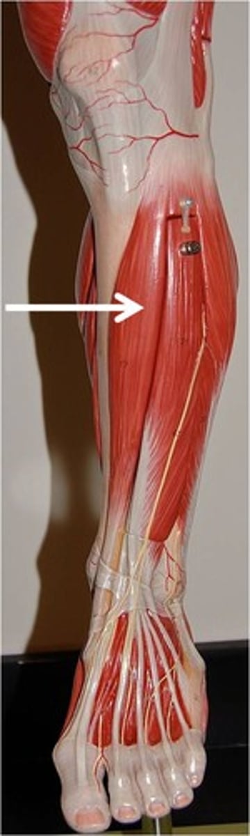 <p>Action - dorsiflexes and inverts foot</p>