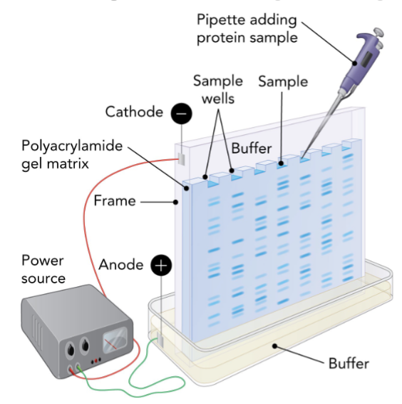 <p>PAGE uses a polyacrylamide gel matrix &amp; electric field to separate proteins by charge &amp; size</p><p>gel is positioned between 2 buffer chambers connected to an external power supply with a cathode (- charge) side and anode (+ charge) side</p><ul><li><p>negatively charged cathode that attracts positively charged proteins (cations)</p></li><li><p>positively charged anode that attracts negatively charged proteins (anions)</p></li></ul><p>M4T1</p>