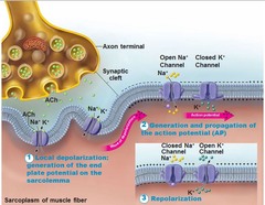 <p>a neural impulse (brief electrical charge) when a neuron sends information down an axon</p>