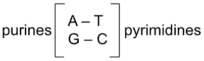<p>why is size important when discussing base pairing?</p>