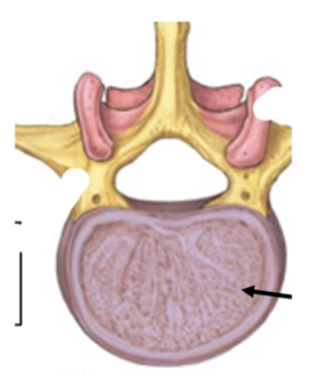 <p>Vertebral Body</p>