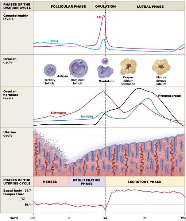 <p>Menses</p><ul><li><p>low progesterone causes shedding of lining</p></li><li><p>high FSH causes shedding of lining to start over and create a new follicle</p></li></ul><p>Proliferative Phase</p><ul><li><p>high estrogen level → pos. feedback to LH</p></li><li><p>surge in LH triggers ovulation</p></li></ul><p>Secretory Phase</p><ul><li><p>high progesterone → inhibits GnRH, FSH, and LH</p></li><li><p>high inhibin → inhibits GnRH, FSH, and LH</p></li><li><p>oocytes have 24 hours to be fertilized before th hormones drop and the corpus luteum dissolves</p></li></ul><p></p>