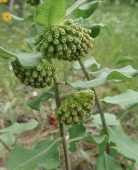 <p>Asclepias viridiflora</p>