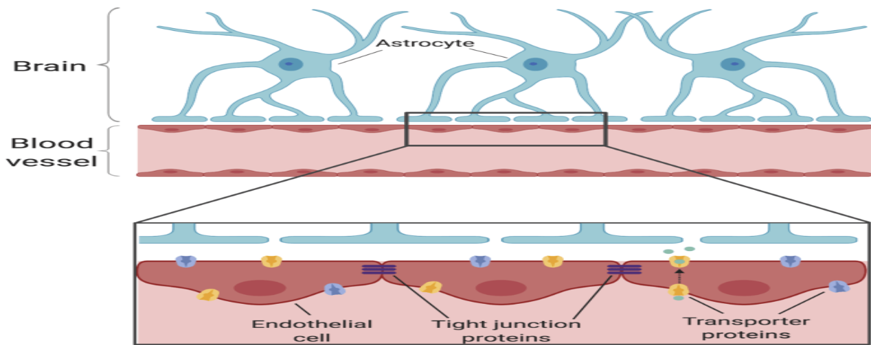 <p><strong>Blood-Brain Barrier</strong></p><ul><li><p>What structures form the blood-brain barrier?</p><ul><li><p>What do tight junctions do in the blood-brain barrier?</p></li></ul></li></ul><p></p>