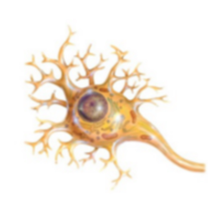 <p><span>Nervous tissues</span></p><p></p>