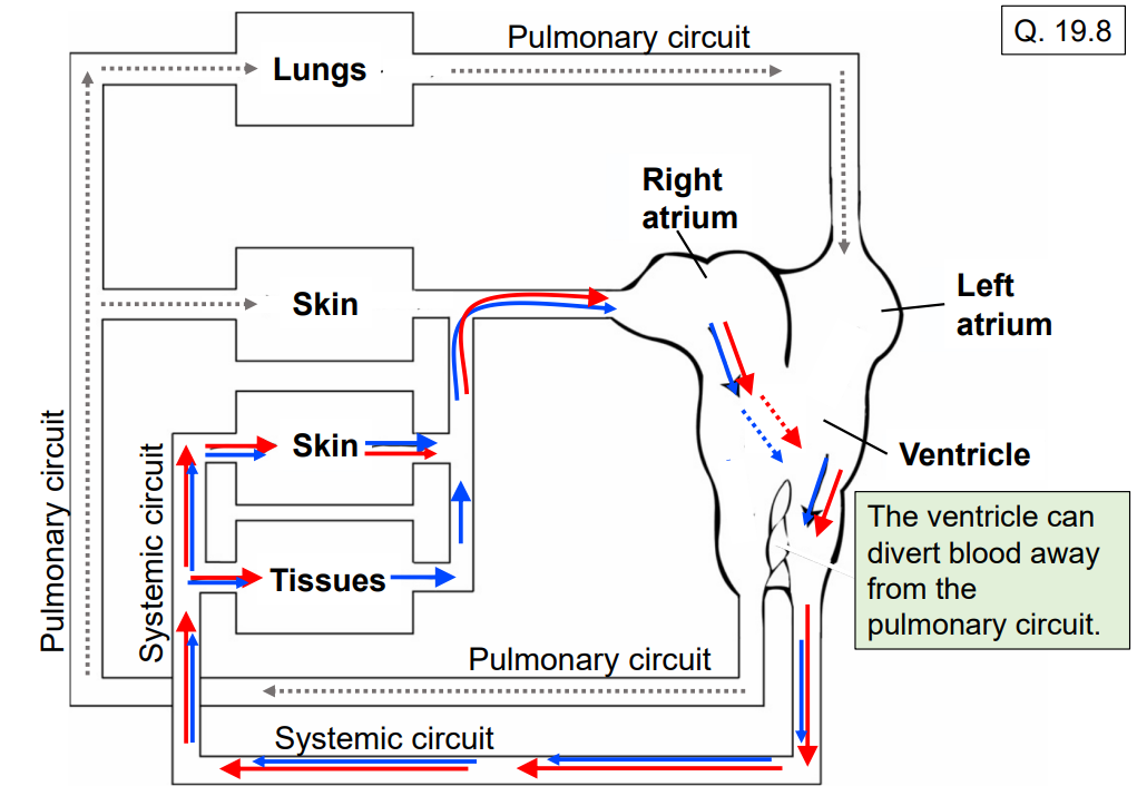 <p>The single lower chamber of the frog heart that pumps blood to the lungs and body; can divert blood away from the pulmonary circuit</p>
