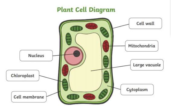 <p>What do the chloroplasts contain and what’s their function</p>