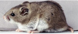 <p>welk type hamster is dit</p>