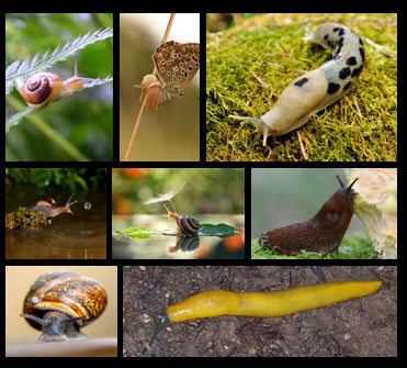 <p>Which phylum, class, subclass, and infraclass are these?</p>