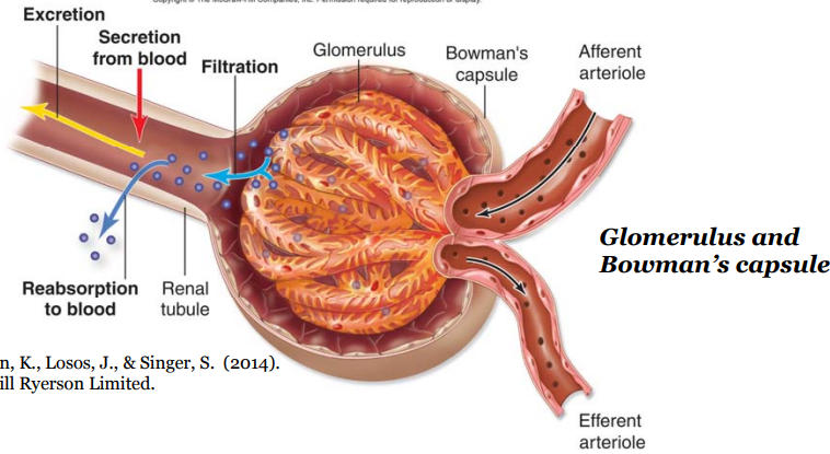 <p>Aorta →renal artery → afferent arterioles → glomerulus → efferent arterioles → peritubular capillaries → renal veins → proximal tubule → loop of Henle →distal tubule → collecting ducts</p>