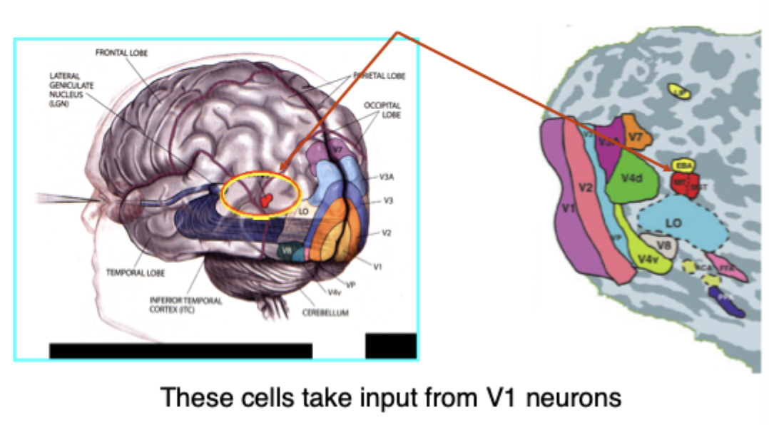 <ul><li><p>The middle temporal area (MT) or V5 (same area that liked MAE) also has neurons that are directionally sensitive & is important for our experience of motion</p></li></ul><p></p>
