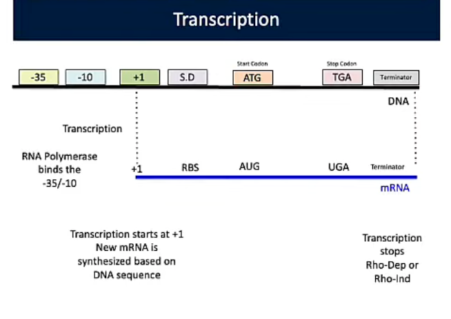 <p><span style="background-color: transparent;"><strong>Transcription</strong></span></p>