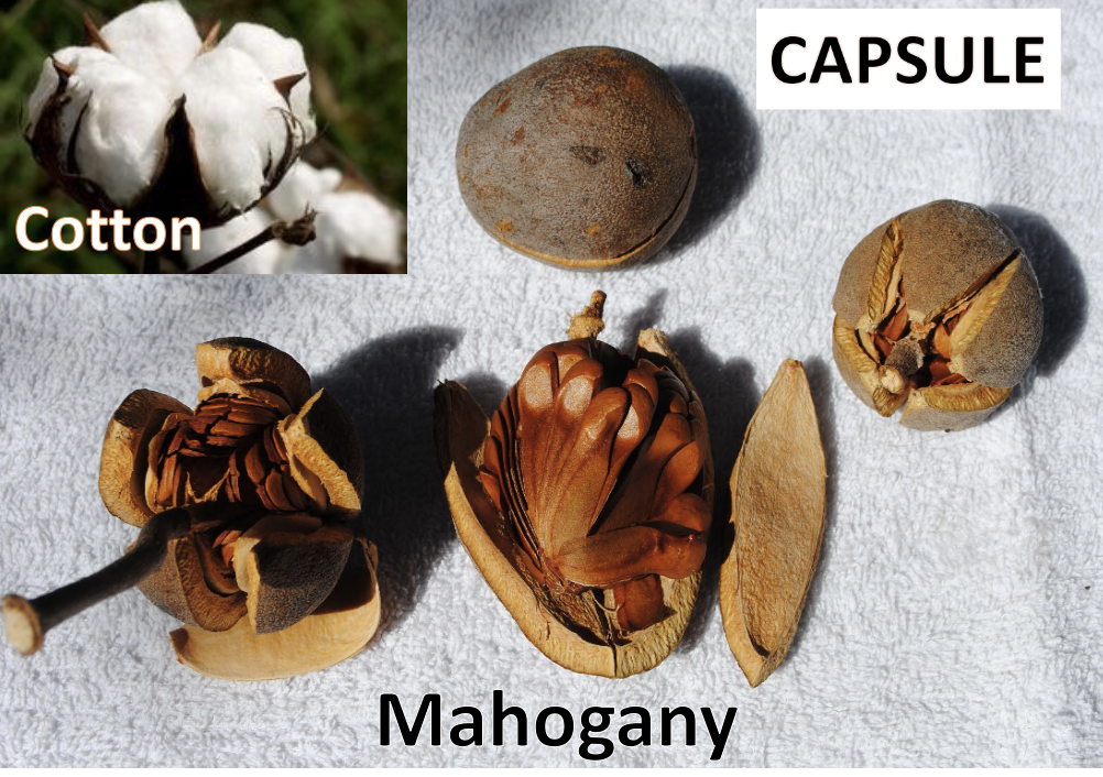 <p>What is this?</p>