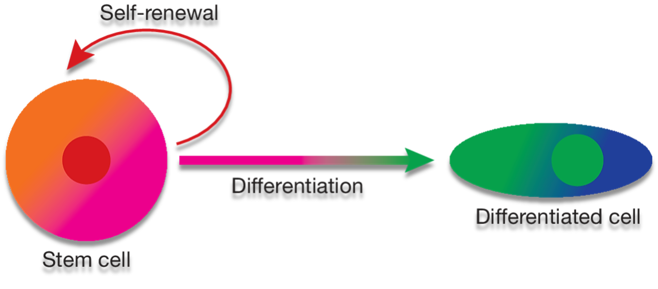<ol><li><p>Stay as a stem cell (self-renewal). This ensures there is an adequate supply of stem cells.</p></li><li><p>Becomes stem cell (differentiated). Once differentiated (e.g. liver cells) can’t be normally reverted to an undifferentiated state</p></li></ol><p></p>