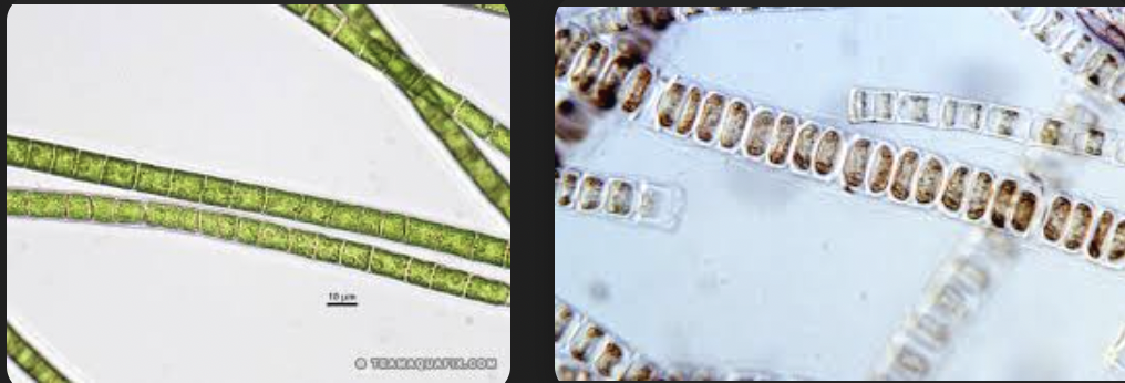 <p>a genus of filamentous, unbranched green algae (phylum Chlorophyta) </p><ul><li><p>characterized by a simple, uniseriate structure - <mark data-color="rgba(0, 0, 0, 0)" style="background-color: rgba(0, 0, 0, 0); color: inherit;">cells are arranged end-to-end in a single row</mark></p></li><li><p>freshwater or marine algae form long, hair-like filaments that appear bright green </p></li></ul><p></p>