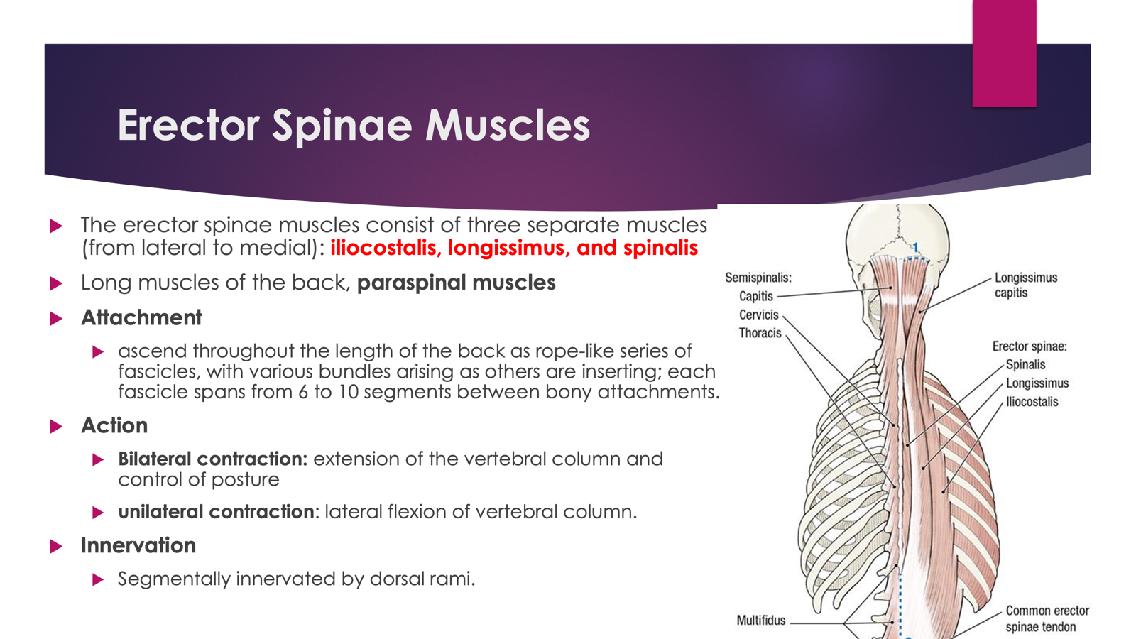 <p><span> Three separate muscles (from lateral to medial): iliocostalis, longissimus, and spinalis</span></p><p></p><p><span>Long muscles of the back, paraspinal muscles</span></p><p></p><p><strong>Location</strong></p><ul><li><p>Located in the <strong>deep (intrinsic) layer of the back</strong></p></li><li><p>Runs <strong>on both sides of the vertebral column</strong></p></li><li><p>Extends from the <strong>sacrum and iliac crest inferiorly to the skull superiorly</strong></p></li></ul><p></p><p><span><strong>Action</strong></span></p><p><span>Bilateral contraction: extension of the vertebral column and control of posture</span></p><p><span>unilateral contraction: lateral flexion of vertebral column.</span></p><p></p><p><span><strong>Innervation</strong></span></p><p><span>Segmentally innervated by dorsal rami. </span></p><p></p><p></p>