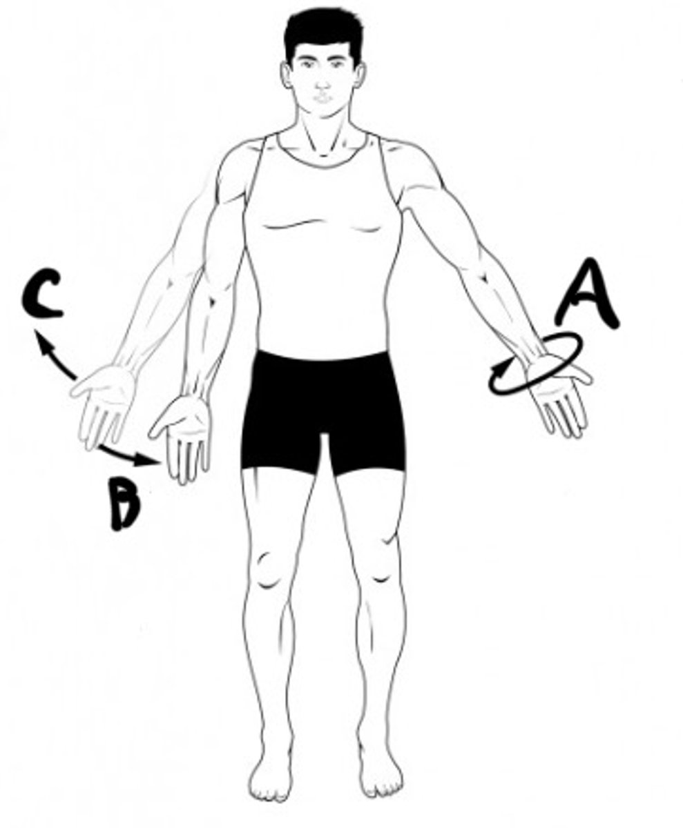 <p>Which term is used to describe the movement indicated by B</p>