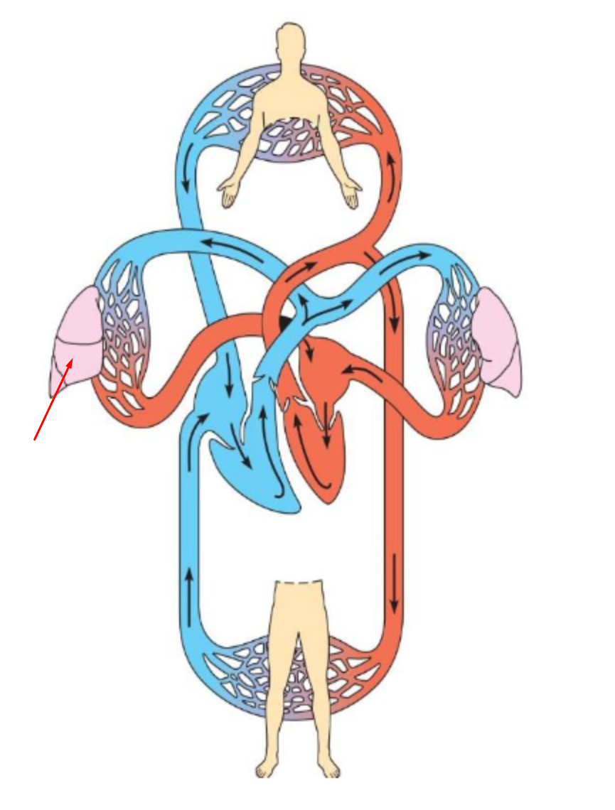 <p>identify and define</p>