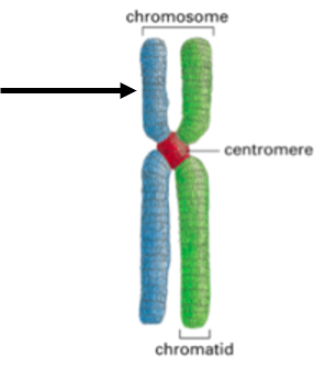 <p><span>The picture of chromosome below shows the P arm of the chromosome.&nbsp;</span></p><ul><li><p>True </p></li><li><p>False</p></li></ul><p></p>