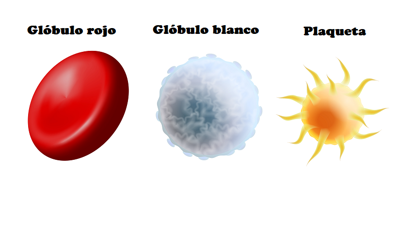 <p>Diferencia entre leucocitos, eritrocitos y trombocitos</p>