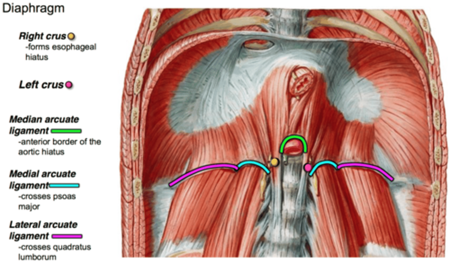 <p>what does the psoas fascia thicken to form? what fascias is it continuous with? </p>