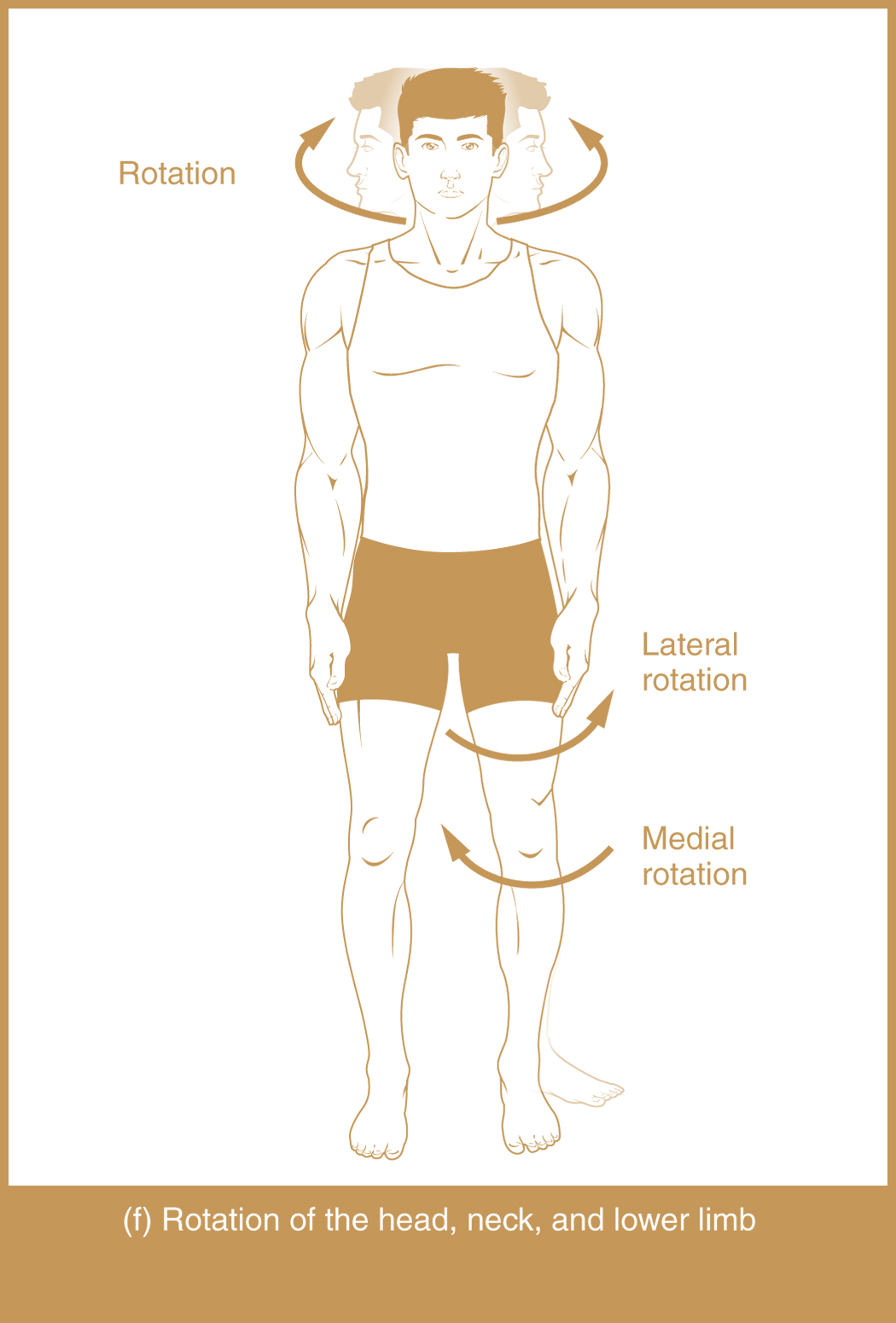 <p>turning a body part on its own axis</p>