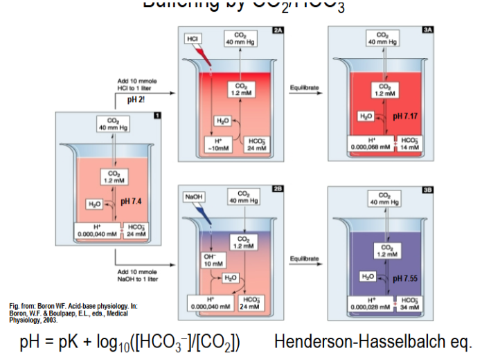 <p>HCl decreases bicarbonate conc. But CO2 is blown out and a constant CO2 conc. is maintained. NaOH causes bicarbonate conc. To raise</p>