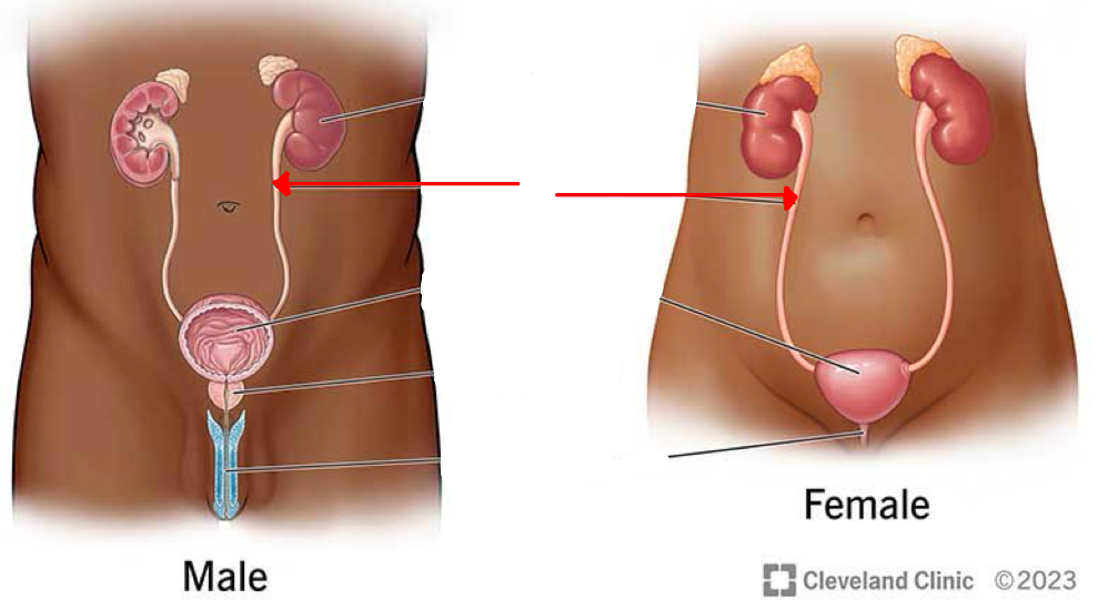 <p>Identify the organ the red arrow it pointing to.</p>
