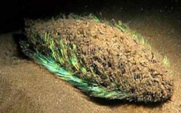 <p>Cubierto de cerdas con reflejos iridescentes. Es betónico, habitando sustratos como el lodo, fango o arema, a mucha profundidad (marino). Es carnívoro y se alimenta de otros anélidos, crustáceos pequeños y moluscos. </p>
