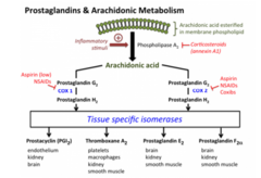 <p>Arahidonskābe ar COX-1 vai COX-2 tiek pārveidota par nestabilu starpposma prostaglandīnu H2 (PGH2), kas pēc tam tiek pārveidots par dažādiem bioloģiski aktīviem prostanoīdiem atkarībā no dažādiem audiem specifisku izomerāžu klātbūtnes. Ilustrācijā ir minēti svarīgākie audi, kuros prostanoīdiem ir vislielākā nozīme. Mazām aspirīna devām ir selektīva iedarbība, lai neatgriezeniski kavētu COX-1 (lielākās devās aspirīns neatgriezeniski kavē arī COX-2). Lielākā daļa NSPL ir relatīvi neselektīvi un atgriezeniski kavē gan COX-1, gan COX-2. Koksibi ir NSPL apakšklase, kas selektīvi un atgriezeniski kavē COX-2. Modificēts no Fitzgeral (2003).</p>