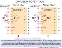 <p>Normally the electrical forces and chemical forces on K and and are not equal and these ions are not at equilibrium. Real cells have a membrane potential which is close to but less negative than the Nernst potential of K.</p>