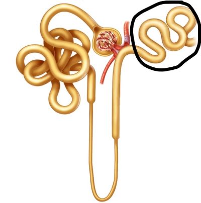 <p><span style="line-height: inherit;">identify the structure circled in the image below. Note: this must contain the full name</span></p>