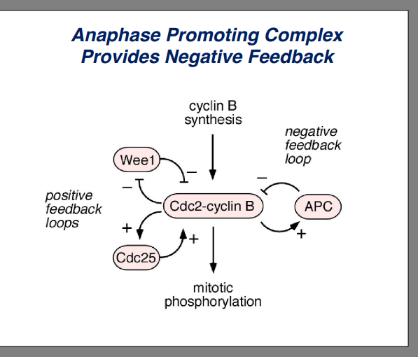 <p><span style="background-color: transparent;"><strong>MPF (CDK-Cyclin) Activity and Regulation</strong></span></p>