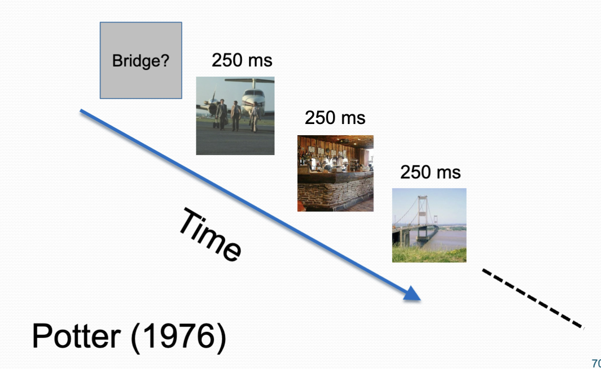 <p>Potter (1976) studied gist perception using the following paradigm.</p><ul><li><p>In each trial, the observer was cued with a particular scene description. - eg. bridge</p></li><li><p>Then she saw 16 randomly chosen scenes, each for 250 ms.</p></li><li><p>Then she was asked if any of the scenes fitted the description.</p></li><li><p>Observers were at near 100% accuracy.</p></li><li><p>This showed that observers can rapidly perceive a scene’s gist.</p></li></ul><p></p>
